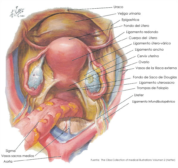 Estructura genital del aparato reproductor femenino