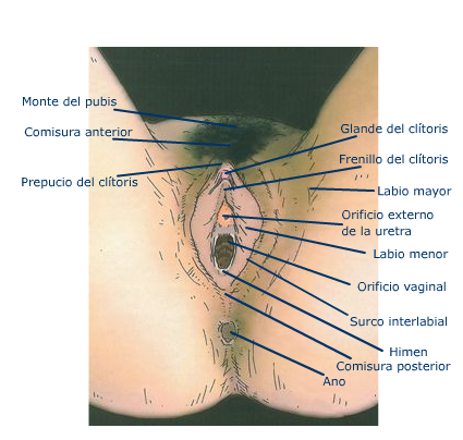 Anatomía del aparato genital de la mujer. AEGO: Asociación Española de ginecología y obstetricia