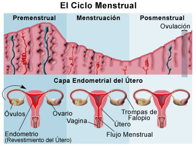 ciclo menstrual normal