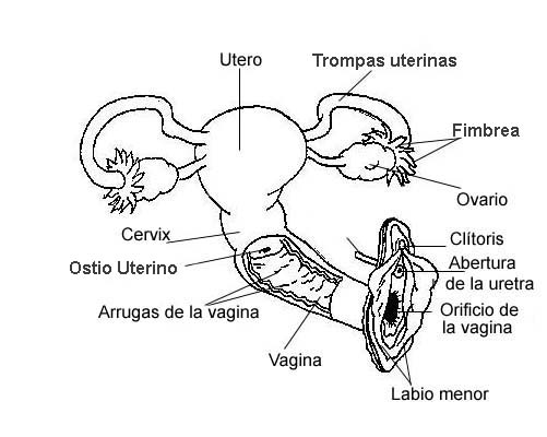 Anatomía del aparato genital de la mujer. AEGO: Asociación Española de ginecología y obstetricia