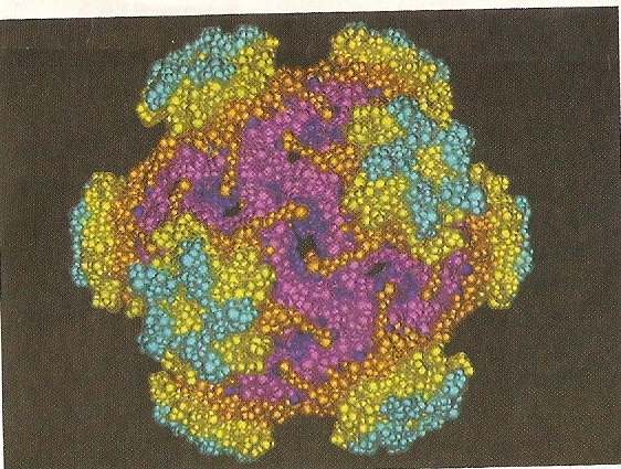 HPV tipo 16 simuladas a ordenador