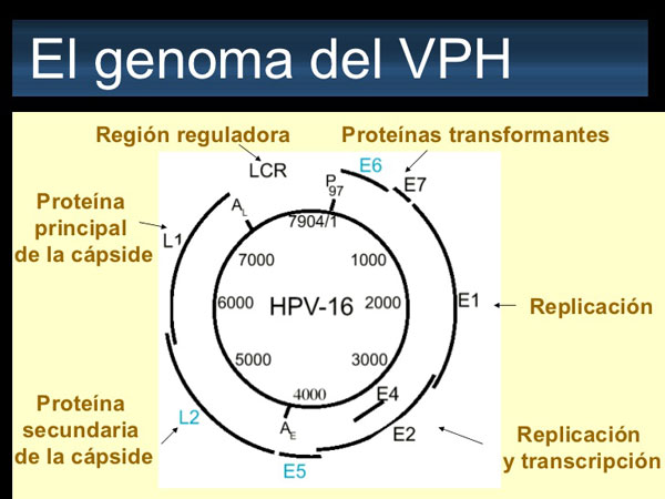 Genoma VPH