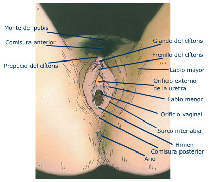anatomia genital mujer