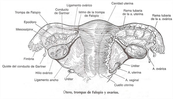 utero-trompas-ovarios